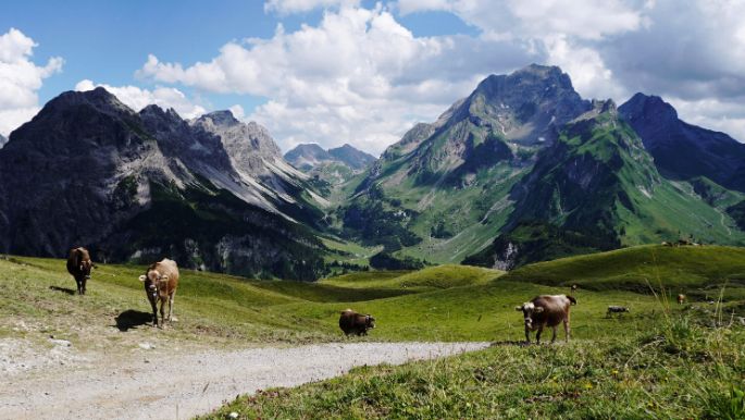 aut-walserstolz-visual-kuehe