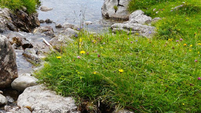 aut-walserstolz-visual-bach-laguz